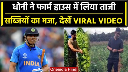 MS Dhoni ने फार्म हाउस में खाई ताजी-ताजी सब्जियां, फैन ने वीडियो बनाकर किया वायरल | वनइंडिया हिंदी
