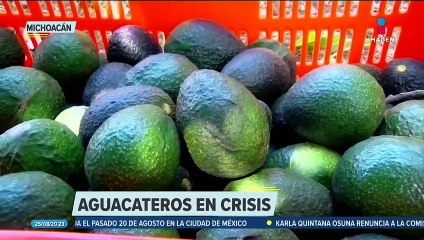 Productores de aguacate en Michoacán denuncian "mano negra" entre los empacadores