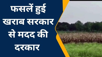 बलरामपुर: तेज बरसात के चलते मकई तथा अरूई की फसलें हुई खराब