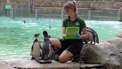 London Zoo Animal Weigh-In: From Tiny Tarantulas to Big Gorillas