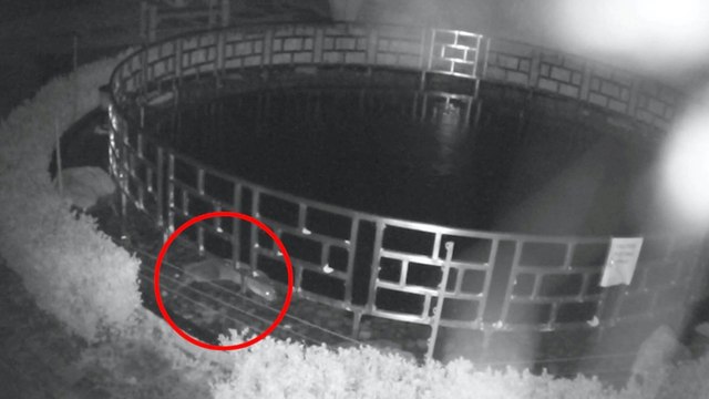 Thief Otter Caught on Security Camera Stealing Over $100k Worth of Koi Fish