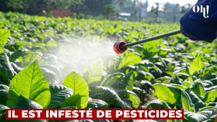 Rappel produit : il ne faut surtout pas consommer ce riz basmati infesté de pesticides