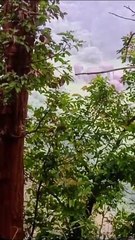 हाथियों का आतंक जारी, महिला को उतारा मौत के घाट, खेत में लगे फसल भी रौंदे