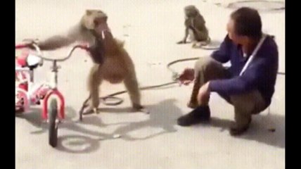 Funniest Monkey - cute and funny monkey videos  Full HD