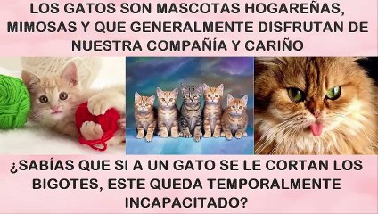 LOS BIGOTES DEL GATO...