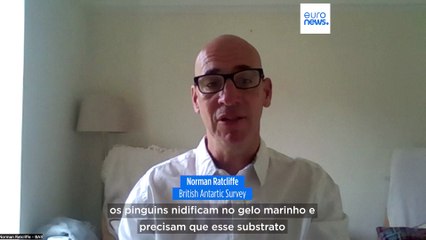 Degelo marinho está a matar crias de pinguins-imperadores