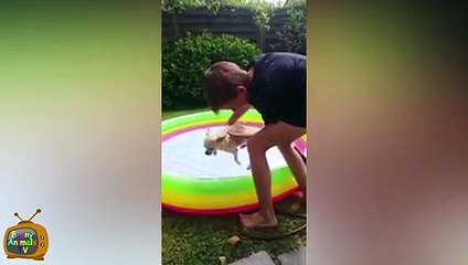 Funny Animals Compilation December 2015 - Funny Animal Videos - Funny Animals