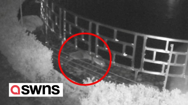 Otter caught on camera stealing £100k worth of fish from hotel