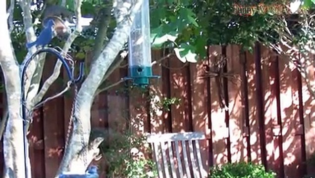 Animal Fails of the Week 1 May 2017 - Dog Fails - Cat Fails - Animal Fails Compilation 2017