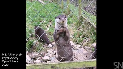 Esta nutria hace 'malabares'