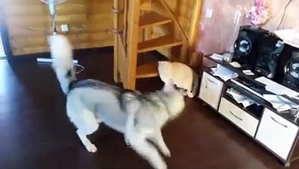 Funny Cats And Dogs - Funny Cats vs Dogs July 2017