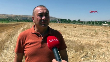 Sarı Pas Hastalığı Tarım Ürünlerinin Kalitesini Düşürdü