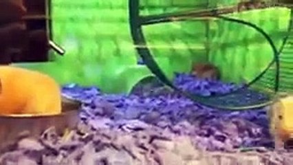 Animal Fails of the Week 2 August 2017 - Animal Fails Compilation 2017