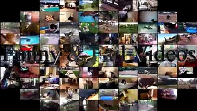 Cats Vs Water Part 4 - Cats Falling In Water - Funny Cats 2017 - Cats Hate Water