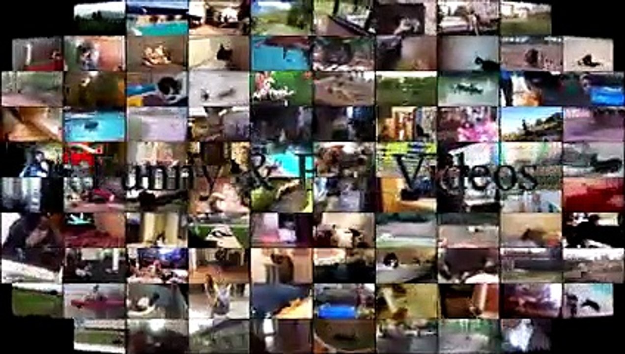 Funny Cats And Dogs - Funny Cats vs Dogs September 2017