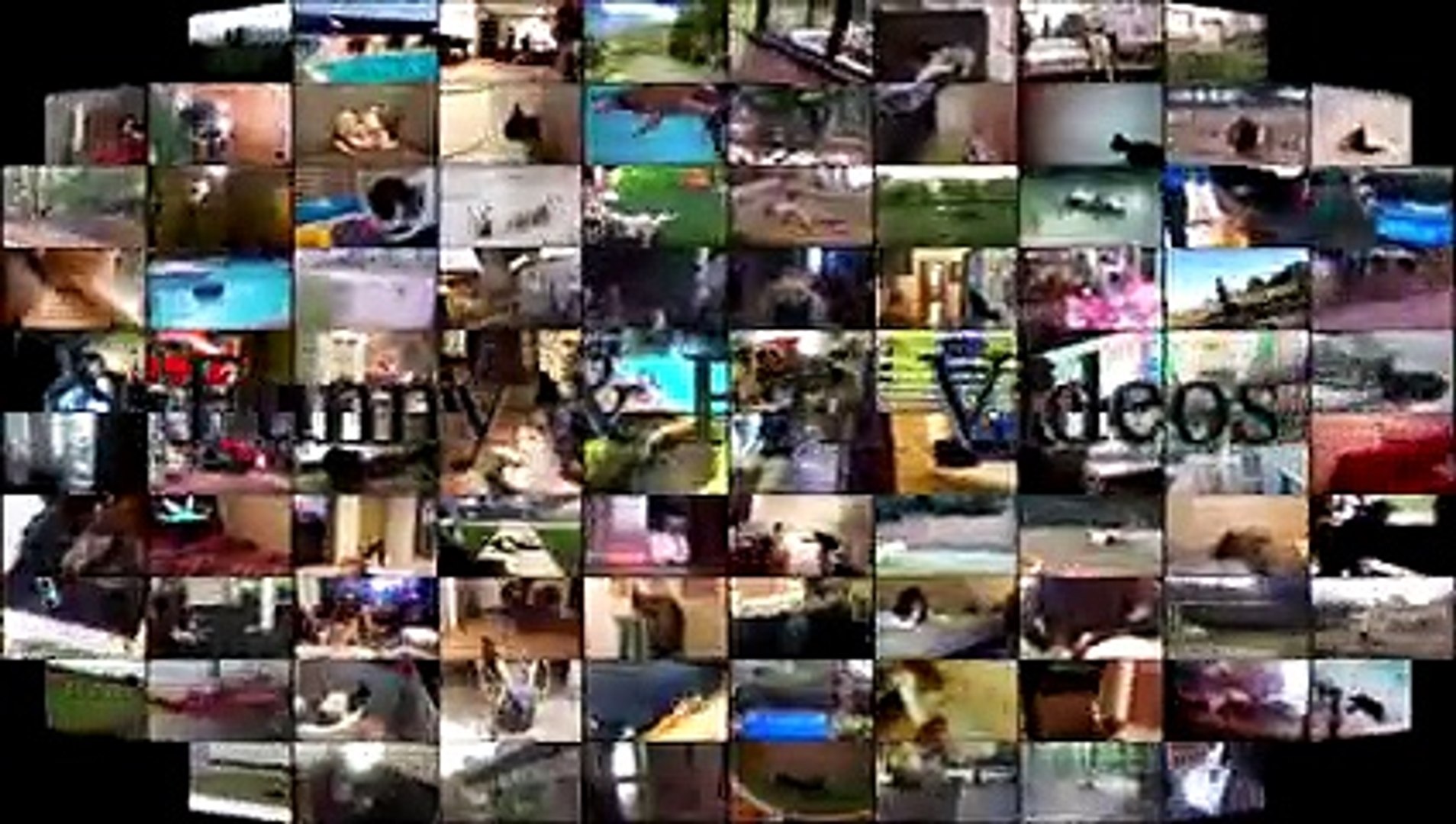 ⁣Funny Animal Fights Compilation - Animals Vs Animals - Funny Animal Videos
