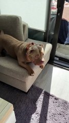 Gros tronçon de l'intimidateur américain costaud