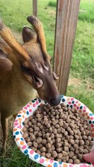 Biscuit, le cerf « extraterrestre », montre ses glandes odorantes