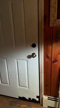 L'ours noir est assis sur commande