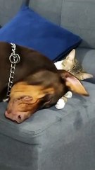 Chat Grooms Doberman Pinscher