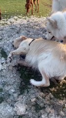 Célébrer une journée chaude avec beaucoup de glace