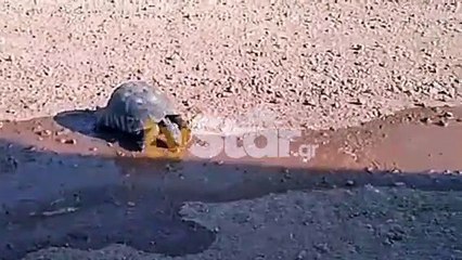 Μόνο μία χελώνα γλίτωσε από τον πύρινο εφιάλτη στον Ελικώνα