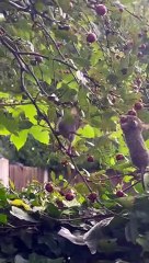 Mice Forage For Berries In Hawthorn Tree