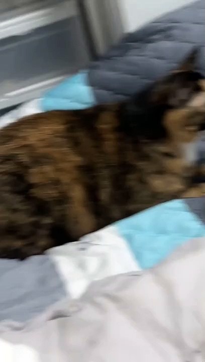 Startled Cat Startles Owner