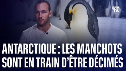 Antarctique: Les manchots sont en train d’être décimés par la fonte de la banquise