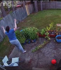 Black Bear Balances on Backyard Fence