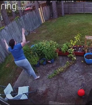 Black Bear Balances on Backyard Fence