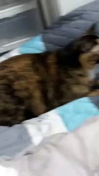 Startled Cat Startles Owner