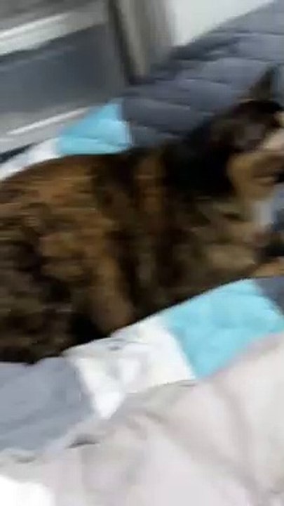 Startled Cat Startles Owner