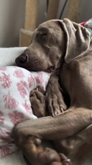Weimaraner's Whistling Snores