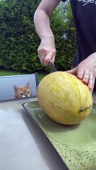 Curious Cat Eats a Melon