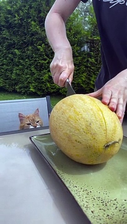 Curious Cat Eats a Melon