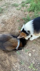 Chien mâche de délicieuses saletés