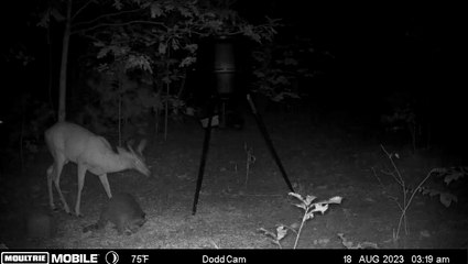 Raccoon Startles Deer in Late-Night Encounter