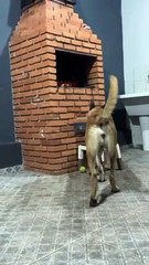 Le Malinois fait un gâchis aqueux