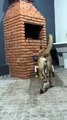 Le Malinois fait un gâchis aqueux
