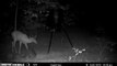Raccoon Startles Deer in Late-Night Encounter