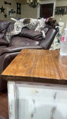 Un homme joue trop fort avec son chien