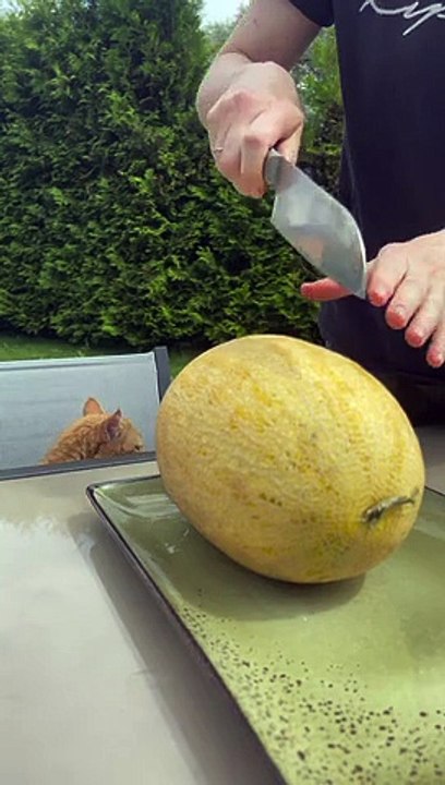 Curious Cat Eats a Melon