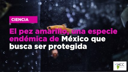 El pez ama­ri­llo, una es­pe­cie en­dé­mi­ca de Mé­xi­co que bus­ca ser pro­te­gi­da