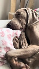 Les ronflements sifflants du braque de Weimar