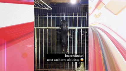 "Cachorro aranha" escala portão e vídeo viraliza em rede social