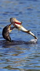 Bird Caught Fish In Water