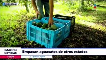 Aguacateros michoacanos podrían enfrentar problemas con EU por empacar fruta de otros estados