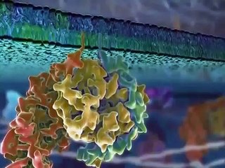 Inner Life Of A Cell - Full Version.mkv