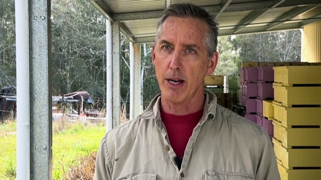 Authorities battle to contain the spread of parasitic varroa mite across NSW